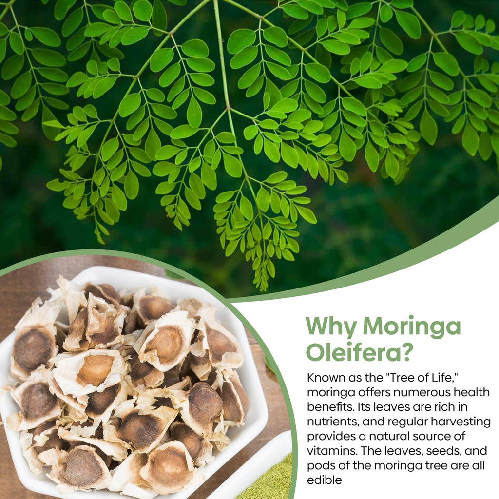 Groundio Moringa Seeds for Planting, 2 OZ 100% Natural Semillas de Moringa, Non- GMO | Premium PKM1 Quality | High Germination | USDA Zone 9-11