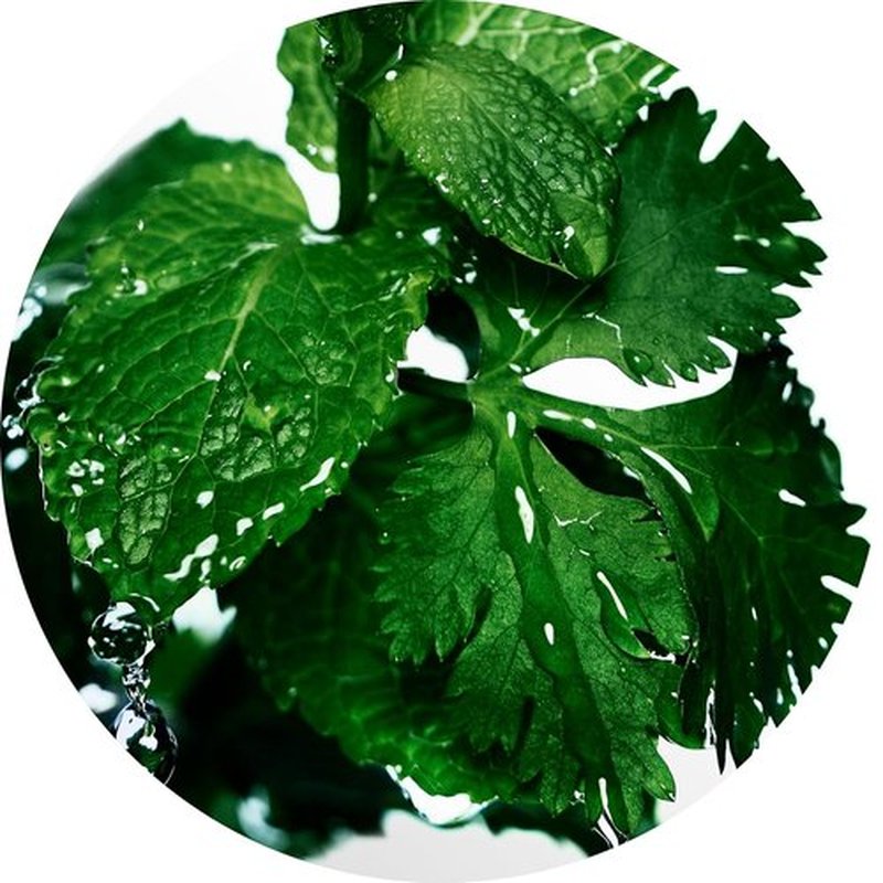 Davidoff Cool Water Men's Deodorant Stick - Fresh Coriander, Mint, Lavender & Amber Scent - 2.5 fl oz