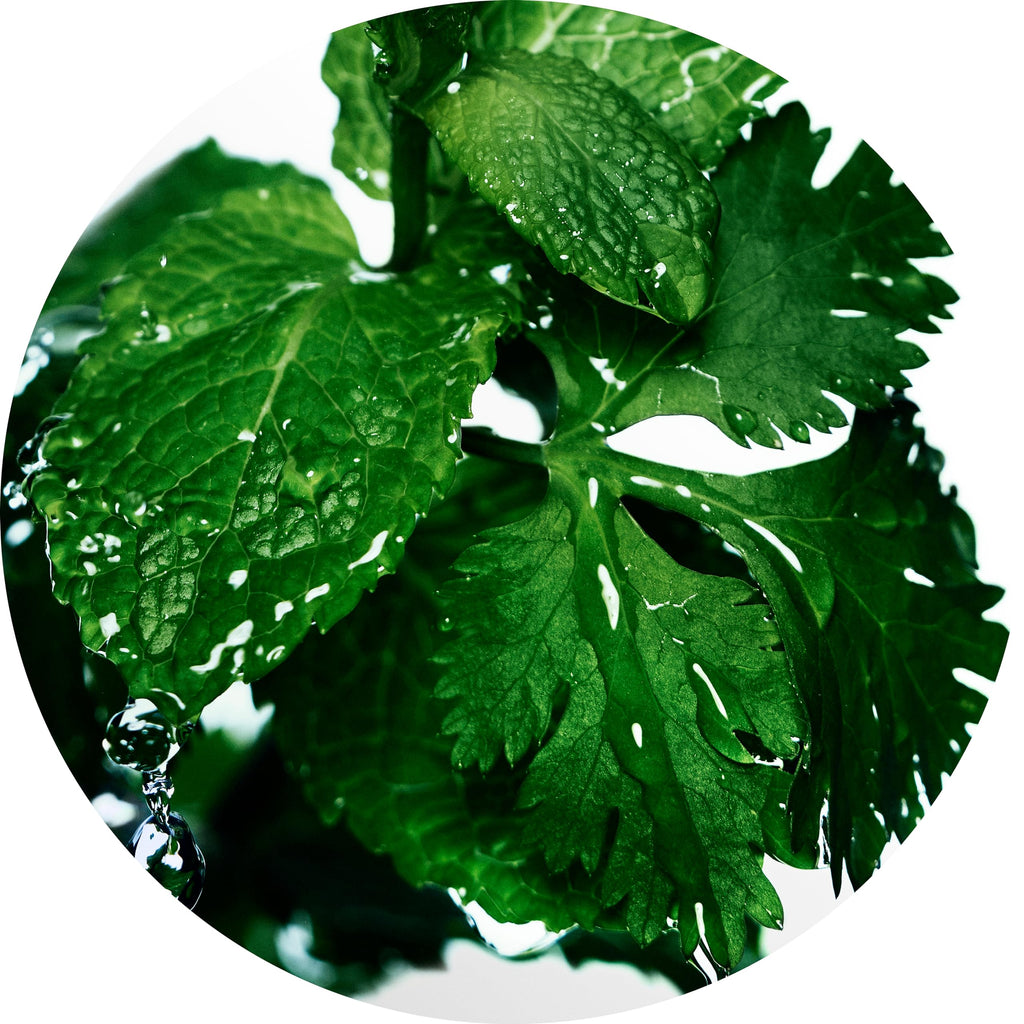 Davidoff Cool Water Aftershave Splash for Men With Notes of Coriander, Mint, Lavender & Amber