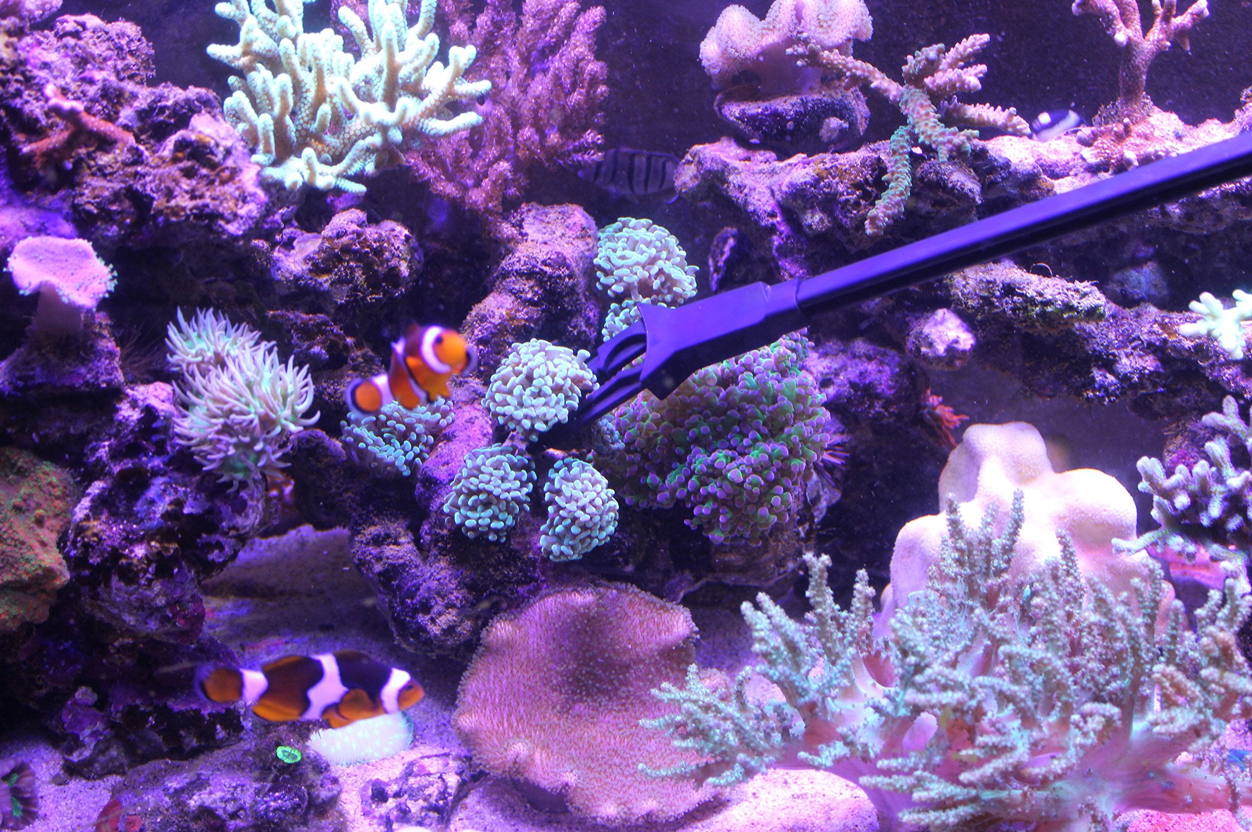 AquaticHI Aquarium Tongs 27 inch (70 cm), 100% Reef Safe, Multi Purpose for Fresh and Saltwater Fish Tanks, Clip Plants, Spot Feed Fish and Coral, Keep Hands Dry