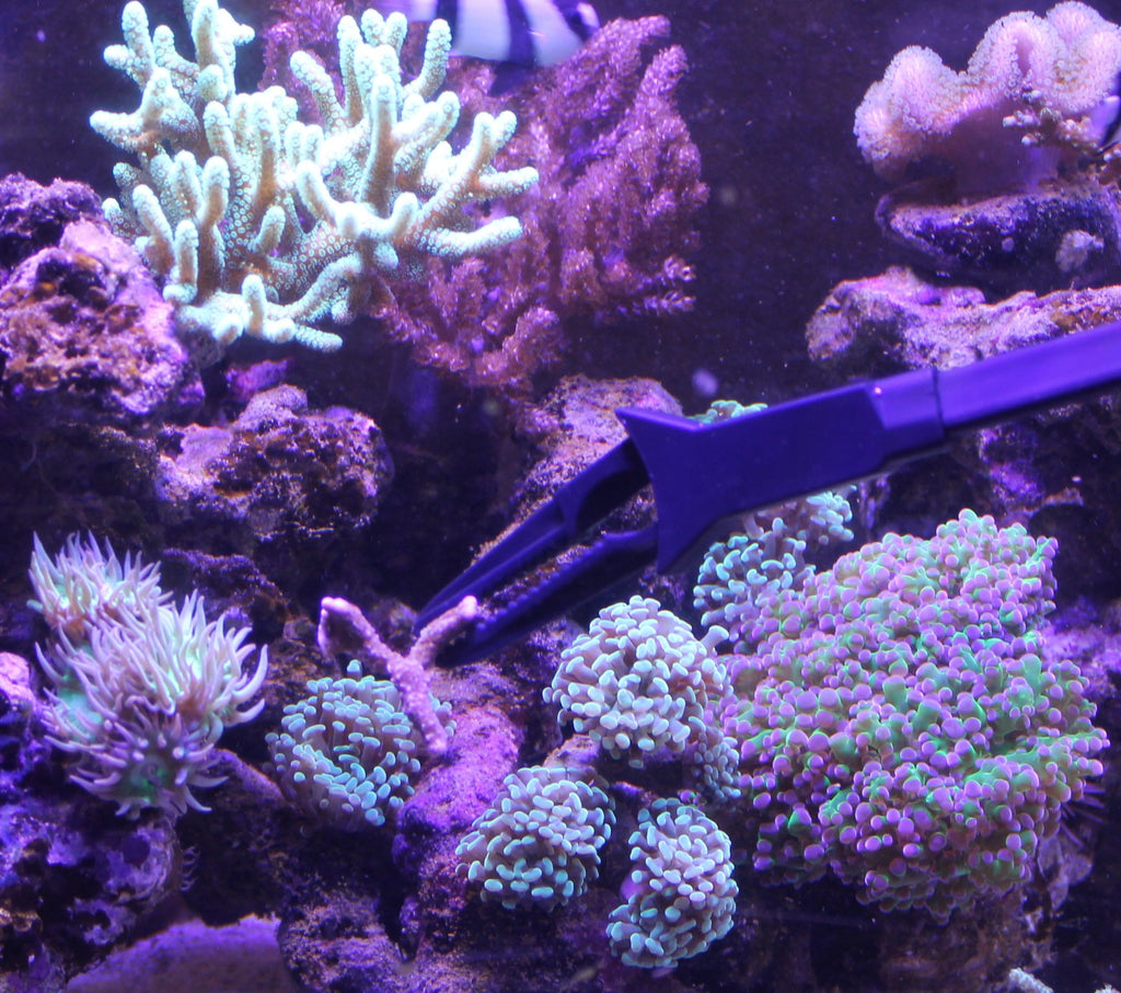 AquaticHI Aquarium Tongs 27 inch (70 cm), 100% Reef Safe, Multi Purpose for Fresh and Saltwater Fish Tanks, Clip Plants, Spot Feed Fish and Coral, Keep Hands Dry